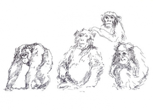 Chimps